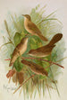 Acrocephalus agricolus Jardon Cettia cetti Marm Locustella lanceolata - Johann Friedrich Naumann — Ansicht des Kunstwerks