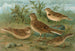 Alauda arvensis, Calandrella brachydactyla, Calandrella pispoletta - Johann Friedrich Naumann — Ansicht des Kunstwerks