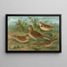 Alauda arvensis, Calandrella brachydactyla, Calandrella pispoletta - Johann Friedrich Naumann — gerahmtes Bild an der Wand