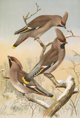 Johann Friedrich Naumann - Ampelis garrulus.webp