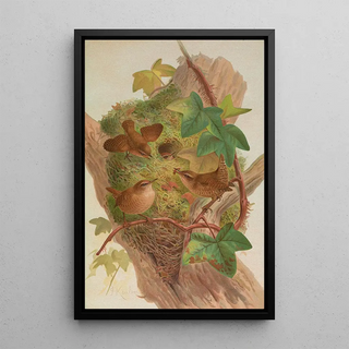 Johann Friedrich Naumann - Anorthura troglodytes.webp