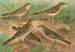 Pipit obscur Gustavi Swinhoe campestris spipoletta Richardi - Johann Friedrich Naumann — Ansicht des Kunstwerks