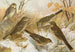 Anthus pratensis cervinus spipoletta obscurus - Johann Friedrich Naumann — Ansicht des Kunstwerks