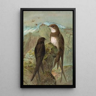 Johann Friedrich Naumann - Apus apus Apus melba.webp