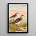 Bartramia longicauda Tringoides macularius Tryngites rufescens - Johann Friedrich Naumann — gerahmtes Bild an der Wand