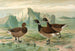 Branta bernicla - Johann Friedrich Naumann — Ansicht des Kunstwerks