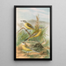 Budytes flavus - Johann Friedrich Naumann — gerahmtes Bild an der Wand