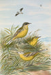Budytes taivanus Swinhoe Budytes flavus beema Sykes Budytes flavus borealis - Johann Friedrich Naumann — Ansicht des Kunstwerks