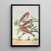 Carpodacus erythrinus Pall Carpodacus roseus - Johann Friedrich Naumann — gerahmtes Bild an der Wand