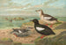 Cepphus grylle L Gryllteiste - Johann Friedrich Naumann — Ansicht des Kunstwerks