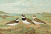 Charadrius hiaticula - Johann Friedrich Naumann — Ansicht des Kunstwerks
