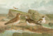 Charadrius morinellus Arenaria interpres Charadrius alexandrinus - Johann Friedrich Naumann — Ansicht des Kunstwerks
