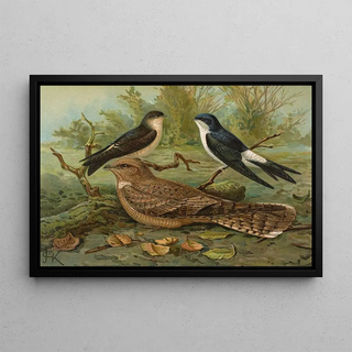 Johann Friedrich Naumann - Chelidonaria urbica Caprimulgus aegyptius Lichtenstein.webp