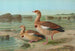 Chenalopex aegyptiacus - Johann Friedrich Naumann — Ansicht des Kunstwerks