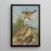 Chloris sinica Passer petronius - Johann Friedrich Naumann — gerahmtes Bild an der Wand