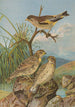 Chloris sinica Passer petronius - Johann Friedrich Naumann — Ansicht des Kunstwerks