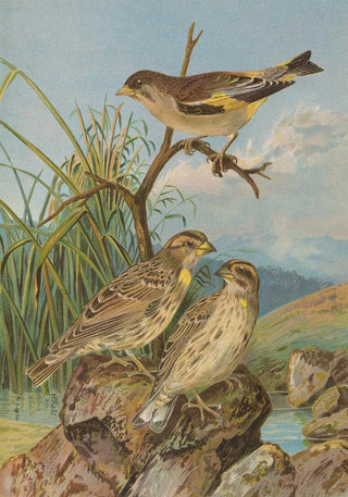 Johann Friedrich Naumann - Chloris sinica Passer petronius.webp