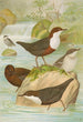 Cinclus cinclus aquaticus Cinclus cinclus Cinclus Pallasi Temm - Johann Friedrich Naumann — Ansicht des Kunstwerks