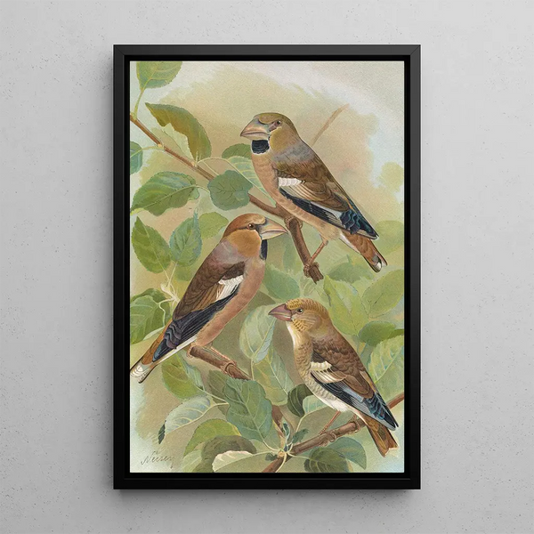 Johann Friedrich Naumann - Coccothraustes coccothraustes.webp