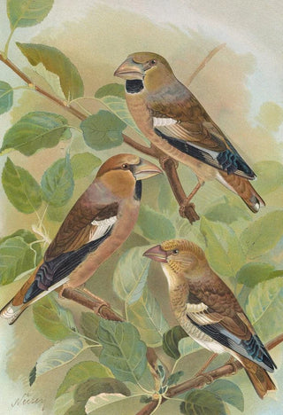 Johann Friedrich Naumann - Coccothraustes coccothraustes.webp