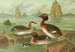 Colymbus auritus L Grèbe cornu - Johann Friedrich Naumann — Ansicht des Kunstwerks