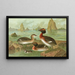 Colymbus auritus L Grèbe cornu - Johann Friedrich Naumann — gerahmtes Bild an der Wand
