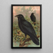 Corvus corax - Johann Friedrich Naumann — gerahmtes Bild an der Wand