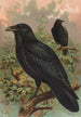 Corvus corax - Johann Friedrich Naumann — Ansicht des Kunstwerks