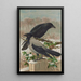Corvus corone Corvus cornix - Johann Friedrich Naumann — gerahmtes Bild an der Wand