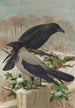 Corvus corone Corvus cornix - Johann Friedrich Naumann — Ansicht des Kunstwerks