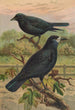Corvus frugilegus - Johann Friedrich Naumann — Ansicht des Kunstwerks