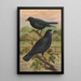 Corvus frugilegus - Johann Friedrich Naumann — gerahmtes Bild an der Wand