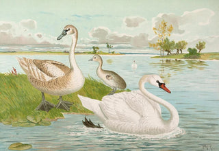 Johann Friedrich Naumann - Cygnus olor.webp