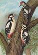 Dendrocopus major - Johann Friedrich Naumann — Ansicht des Kunstwerks