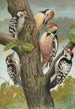 Dendrocopus medius Dendrocopus minor - Johann Friedrich Naumann — Ansicht des Kunstwerks