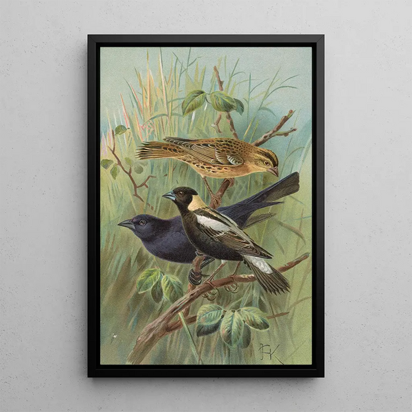 Johann Friedrich Naumann - Dolichonyx oryzivorus Molothrus Cabanisii Cassin.webp