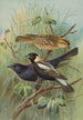 Dolichonyx oryzivorus Molothrus Cabanisii Cassin - Johann Friedrich Naumann — Ansicht des Kunstwerks