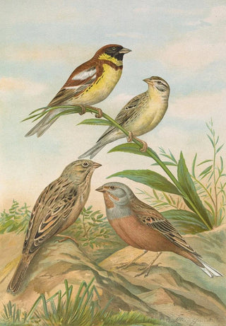 Johann Friedrich Naumann - Emberiza aureola Pall Emberiza caesia Cretschmar.webp