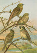Emberiza citrinella Emberiza cirlus - Johann Friedrich Naumann — Ansicht des Kunstwerks