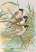 Emberiza intermedia Michahelles Emberiza palustris Savi Emberiza pyrrhuloides Pall - Johann Friedrich Naumann — Ansicht des Kunstwerks