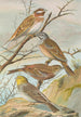 Emberiza leucocephala Gmel Emberiza cia Emberiza cinerea Strickl - Johann Friedrich Naumann — Ansicht des Kunstwerks