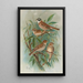 Emberiza rustica Pall Emberiza pusilla Pall - Johann Friedrich Naumann — gerahmtes Bild an der Wand
