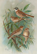 Emberiza rustica Pall Emberiza pusilla Pall - Johann Friedrich Naumann — Ansicht des Kunstwerks