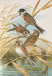 Emberiza schoeniclus - Johann Friedrich Naumann — Ansicht des Kunstwerks