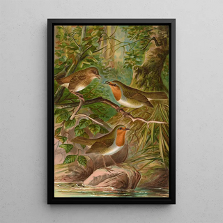 Johann Friedrich Naumann - Erithacus rubeculus.webp