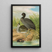 Fulica atra - Johann Friedrich Naumann — gerahmtes Bild an der Wand