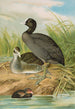 Fulica atra - Johann Friedrich Naumann — Ansicht des Kunstwerks