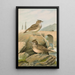 Galerida cristata Galerida Theklae - Johann Friedrich Naumann — gerahmtes Bild an der Wand