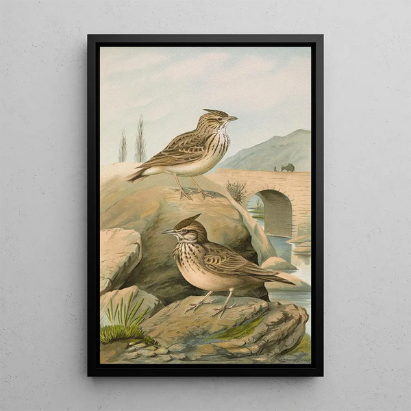 Johann Friedrich Naumann - Galerida cristata Galerida Theklae.webp