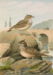 Galerida cristata Galerida Theklae - Johann Friedrich Naumann — Ansicht des Kunstwerks
